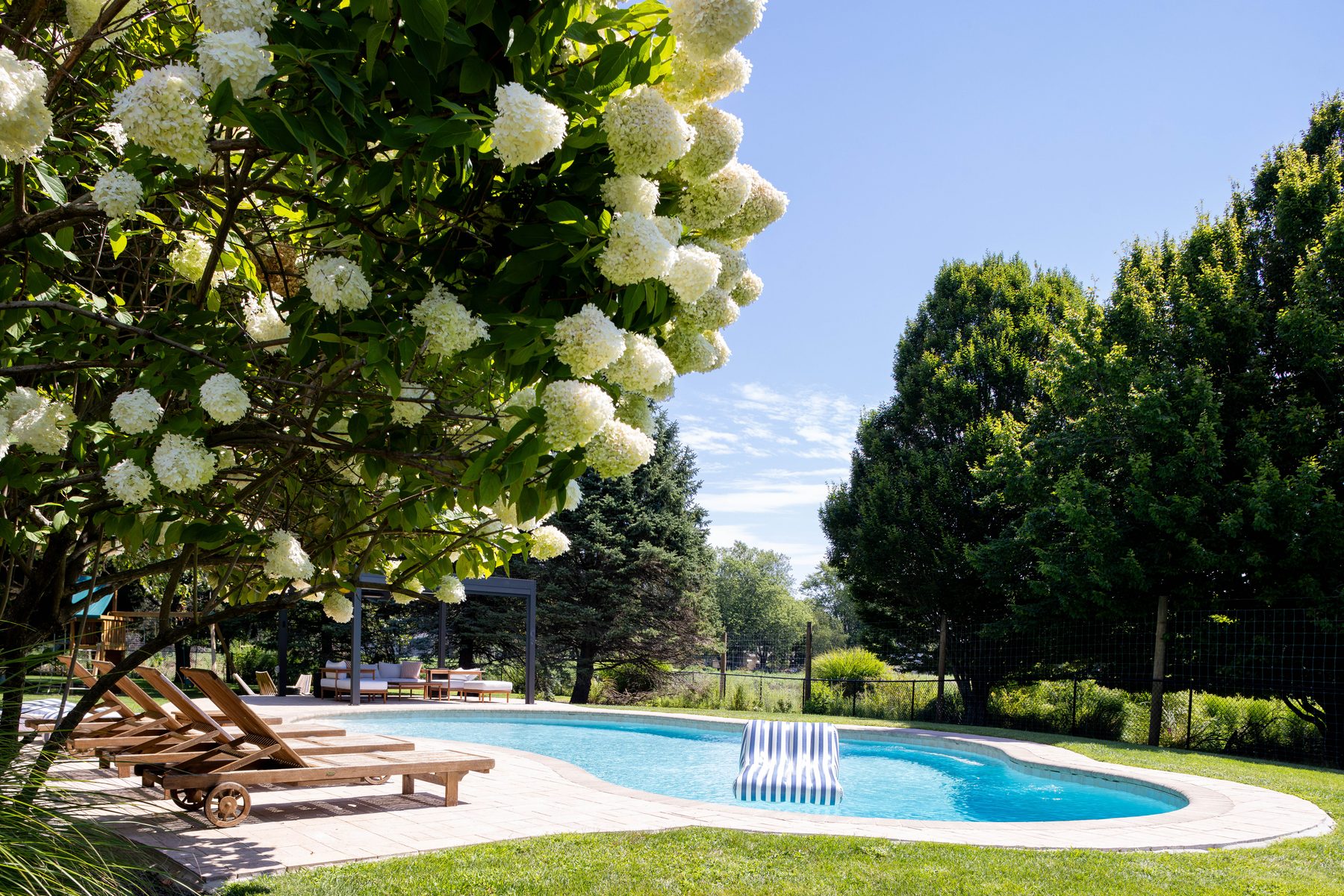 Pool — saltwater pool framed by hydrangeas and evergreens
